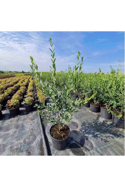 Бирючина звичайна Атровіренс - 5л/вис.40-60см/Ø30-35см